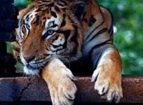 the-tiger-panthera-tigris