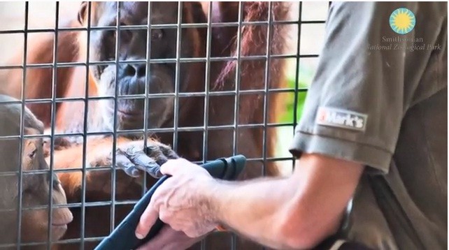 Orangutans at Smithsonian Zoo Get Hands on Apple iPad