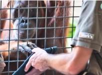 orangutans-at-smithsonian-zoo-get-hands-on-apple-ipad