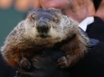 groundhog-day-2013