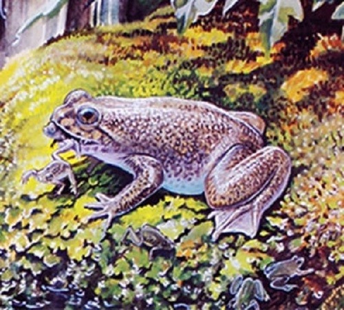 Extinct frog