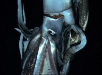 giant-squid