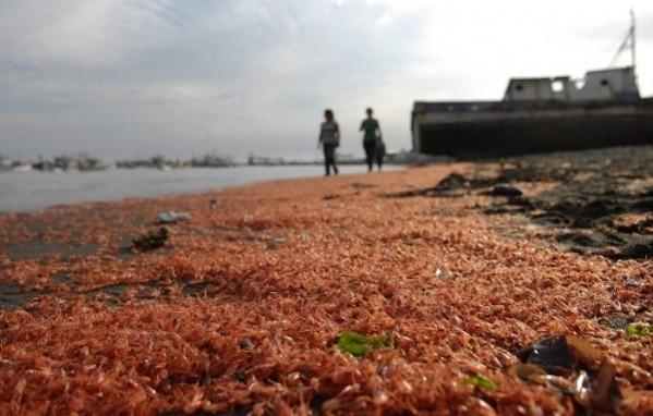 Thousands of prawns washed up dead on Chilean beach (Reuters) Thousands of prawns washed up dead on Chilean beach