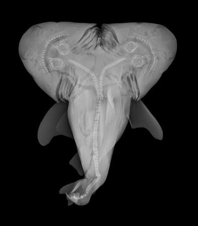 First-ever bull shark with two heads discovered
