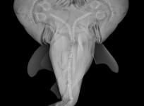 first-ever-bull-shark-with-two-heads-discovered