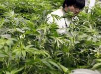 Marijuana plants
