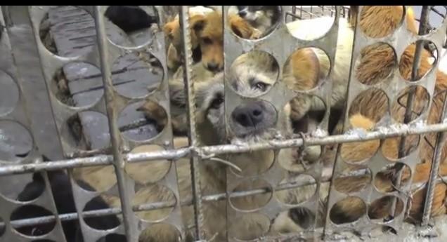 Dogs Clubbed to Death for Meat: Undercover Video Throws Light on China’s Animal Cruelty Dogs Clubbed to Death for Meat: Undercover Video Throws Light on China’s Animal Cruelty