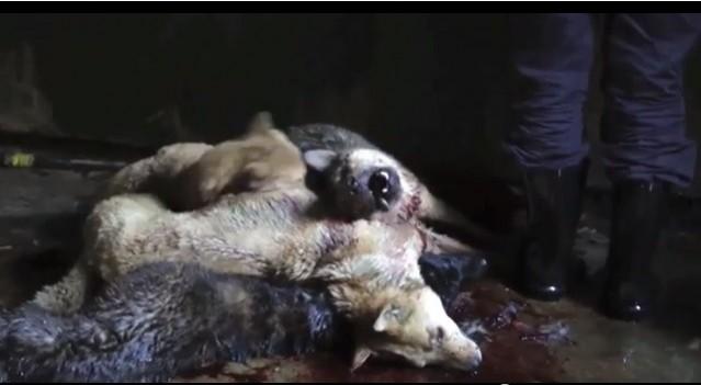 Dogs Clubbed to Death for Meat: Undercover Video Throws Light on China’s Animal Cruelty Dogs Clubbed to Death for Meat: Undercover Video Throws Light on China’s Animal Cruelty