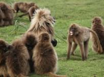 geladas
