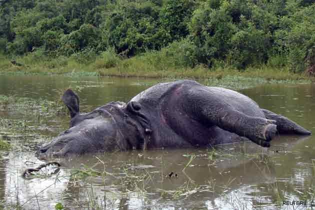 Another Rhino Slaughtered in Kaziranga
