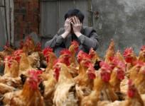 nightmare-vision-spectre-of-deadly-bird-flu-returns-in-china
