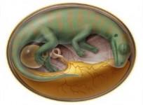 dinosaur-embryo