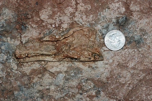 Meat-Eating Dinosaur