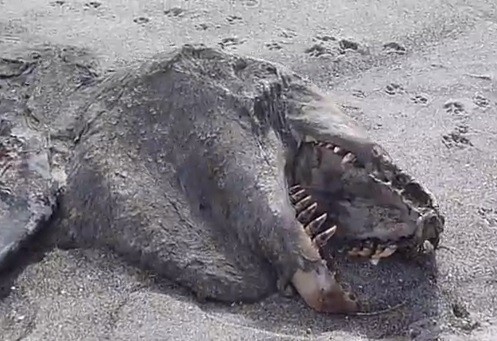 Sea Monster