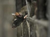 rats