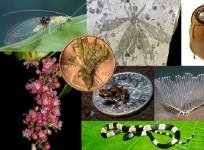 top-10-new-species-of-2012