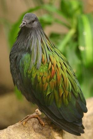 The Nicobar Pigeon