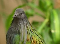 the-nicobar-pigeon