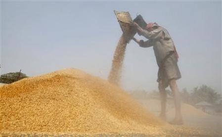A labourer works at a rice mill on the outskirts of Agartala, capital of India's northeastern state of Tripura March 3, 2011. Foodgrains