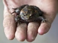 hula-painted-frog