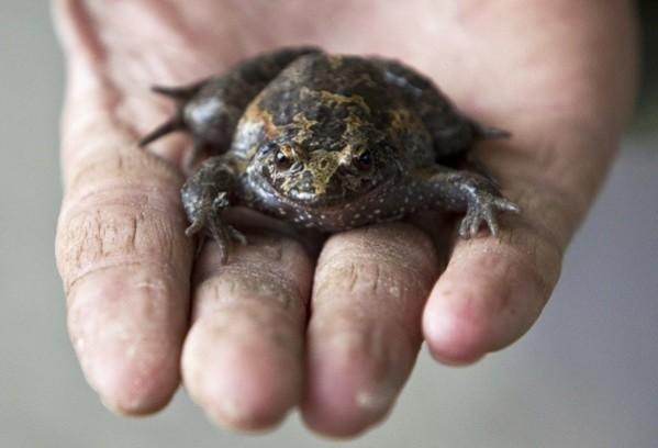 'Extinct' Hula painted frog rediscovered in Israel Hula painted frog
