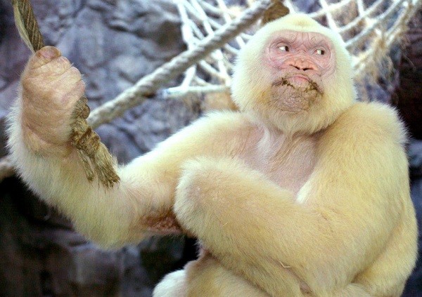 Albino gorilla