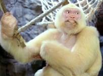 albino-gorilla