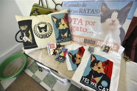 Propaganda for mayoral candidate Morris the Cat is pictured at his home in Xalapa, capital of the state of Veracruz June 15, 2013. REUTERS/Oscar Martinez Propaganda for mayoral candidate Morris the Cat is pictured at his home in Xalapa, capital of the state of Veracruz June 15, 2013. REUTERS/Oscar Martinez