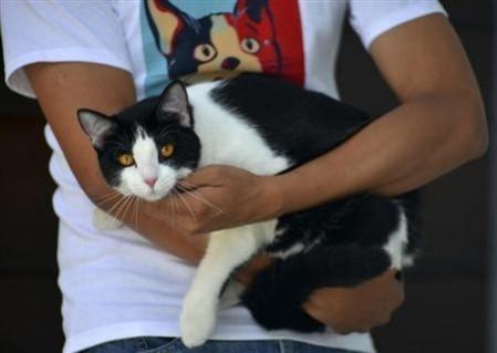 Mayoral candidate Morris the Cat is held by his owner at his home in Xalapa, capital of the state of Veracruz June 15, 2013. REUTERS/Oscar Martinez Mayoral candidate Morris the Cat is held by his owner at his home in Xalapa, capital of the state of Veracruz June 15, 2013. REUTERS/Oscar Martinez
