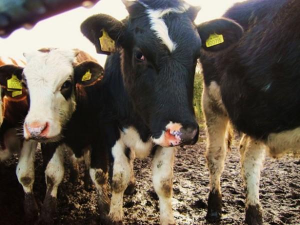 Cattle herd