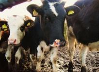 cattle-herd