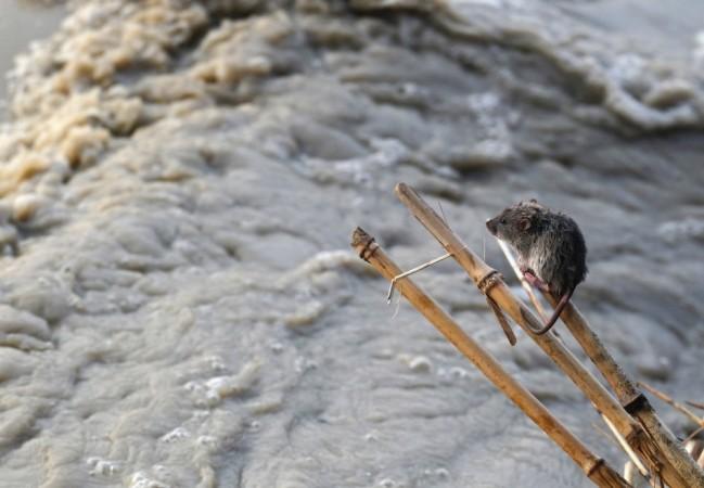 A stranded mouse rests on a stick next to the rising waters of river Yamuna in New Delhi. (Reuters) North India Flood