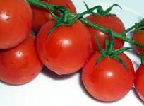 tomatoes