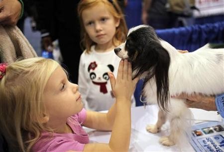 A girl pets a Papillon dog at the ''Meet the Breeds'' exhibition in New York October 17, 2009.