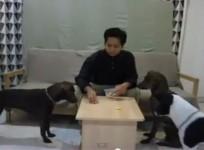 malayisa-dog-trainer-arrested-over-controversial-video-mocking-eid