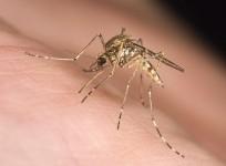 mosquito