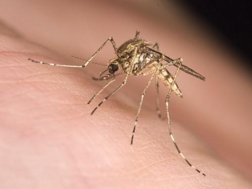 Dengue is gaining more hold on the western suburbs of Mumbai, lately, according to local media reports Mosquito