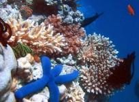 biodiversity-of-a-coral-reef