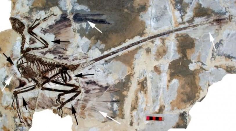 Feathered Dinosaurs (Representational Image)