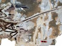 feathered-dinosaurs-representational-image