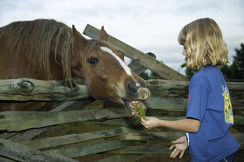 Feeding Horse