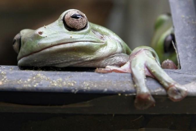 More than 300 New Species Discovered in Greater Mekong (Reuters)