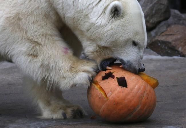 Halloween celebration