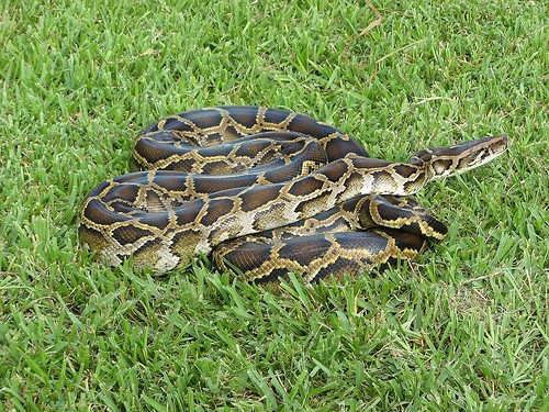 Python