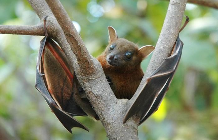 Bat-Eating Curbed as Deadly Ebola Virus Spreads