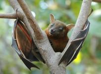 bat-eating-curbed-as-deadly-ebola-virus-spreads