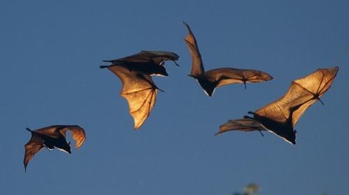 Fruit bats. Fruit Bats
