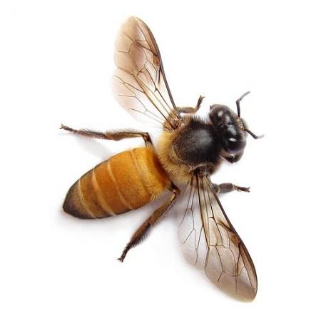 Honey Bees