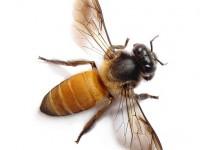 Honey Bees