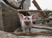 Pigs